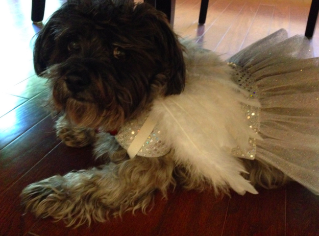 And this angel tutu pup thought she could trust you!!!!