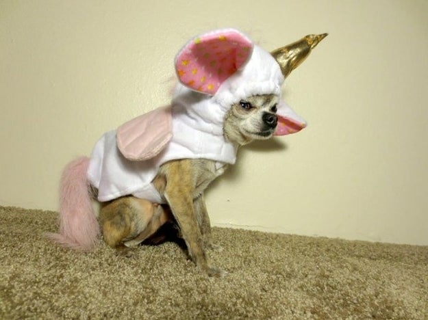 This might be photographic evidence of the saddest unicorn in the world.