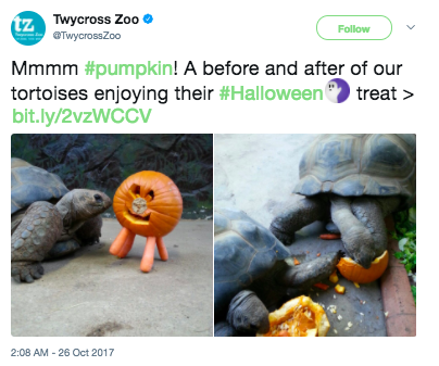 These tortoises who are indulging in all of the pumpkin-flavored things before October is over.