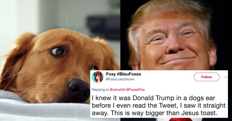 People on Twitter are trolling Donald Trump after discovering the inside of a dog's ear looks just like him.