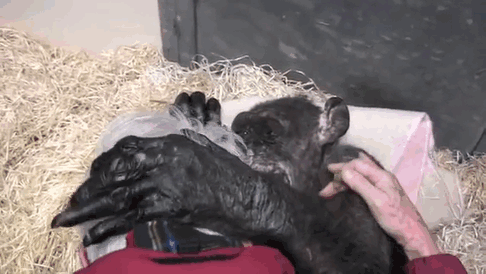 59-year-old-sick-chimpanzee-recognize-friend-jan-van-hooff-11
