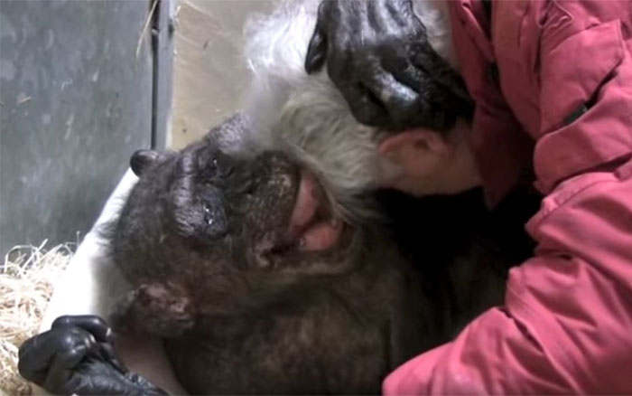 59-year-old-sick-chimpanzee-recognize-friend-jan-van-hooff-7