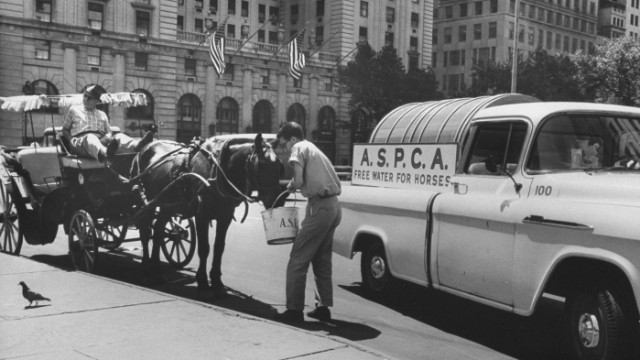 A representative from the ASPCA waters a horse during a 1963 heat wave in New York.