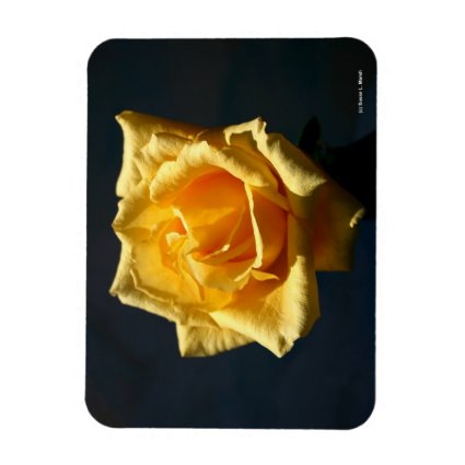 Yellow Rose photograph against dark background Rectangle Magnets