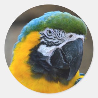 blue and gold macaw parrot head view c stickers