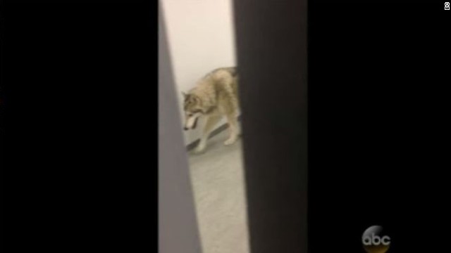 A wolf was reportedly roaming the halls of the Olympic Village, but it turns out it was a prank, brought to you by Jimmy Kimmel.