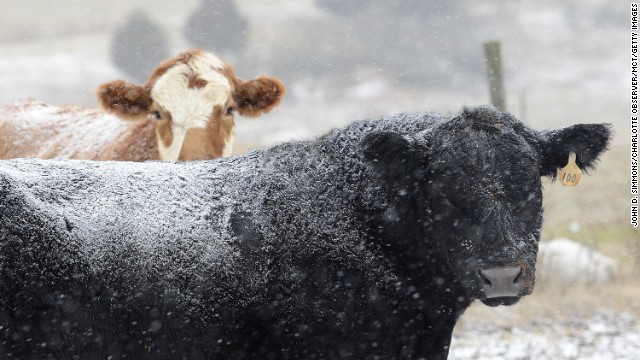 Snow falls on cattle at Todd Galliher's farm in Harmony, North Carolina, on January 28.