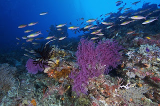 رحلتى المصورة مدينة الشعاب المرجانية tubbataha-reef-scubaschnauzer01.jpg