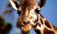 В Чечне откроют зоопарк в честь жирафа