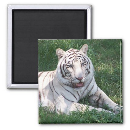 White tiger on green grass vertical frame picture 2 inch square magnet