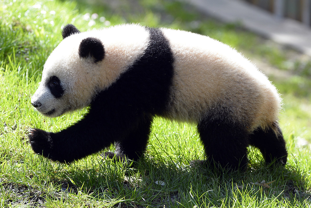 Seven-month-old giant panda Xing Bao explores its new enclosure at the zoo in Madrid