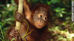 The Borneo leg of the trip offers the chance to see little guys like this.