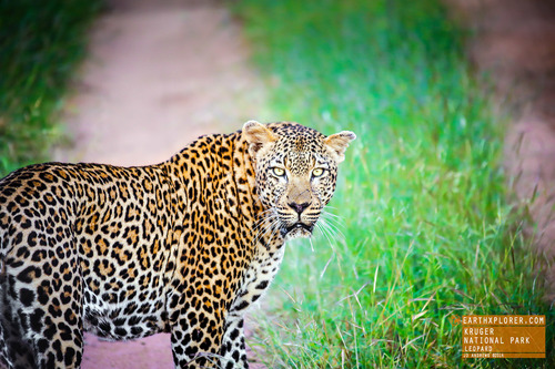Leopards are graceful and powerful big cats closely related to lions, tigers, and jaguars.