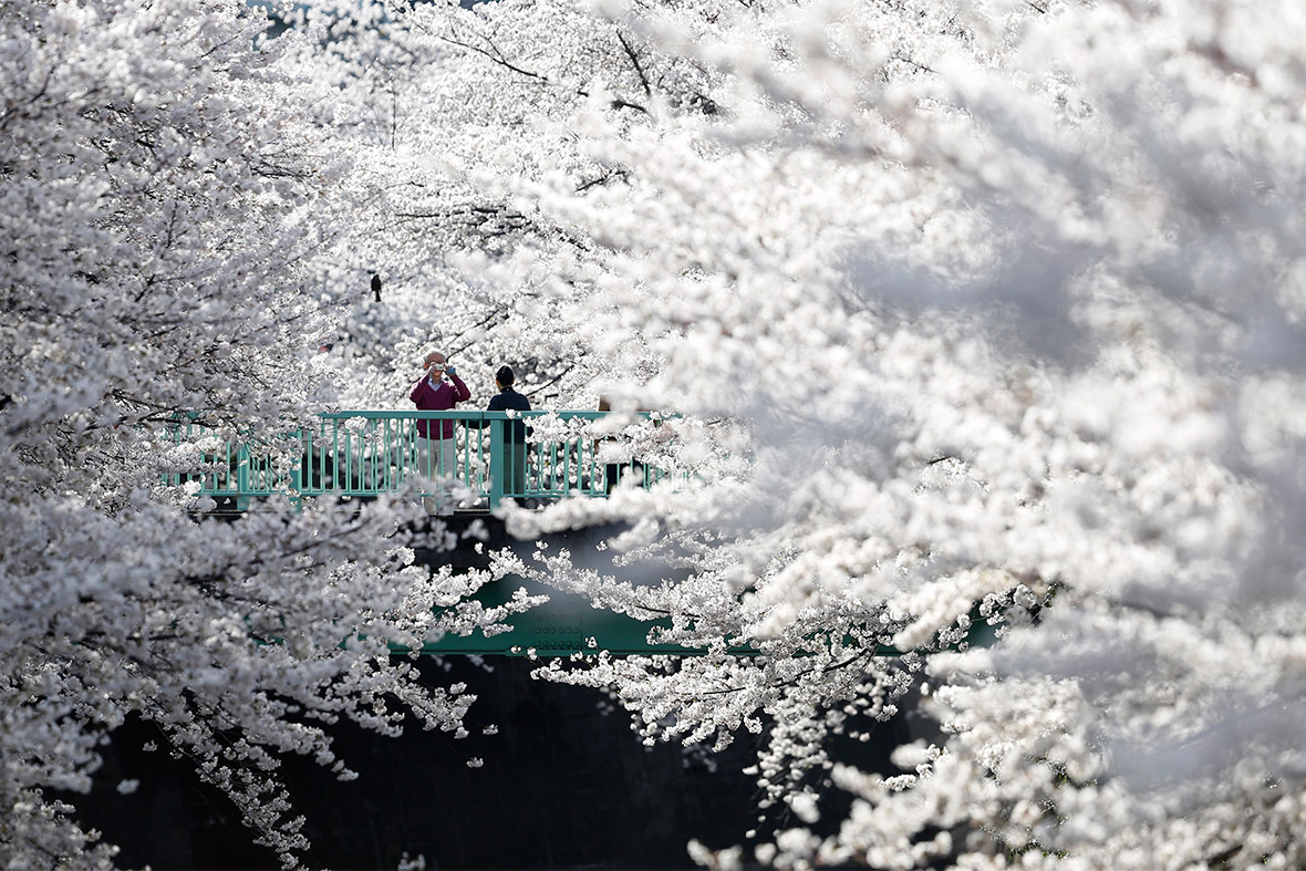 A man takes a picture of a woman with cherry blossoms in full bloom in Tokyo