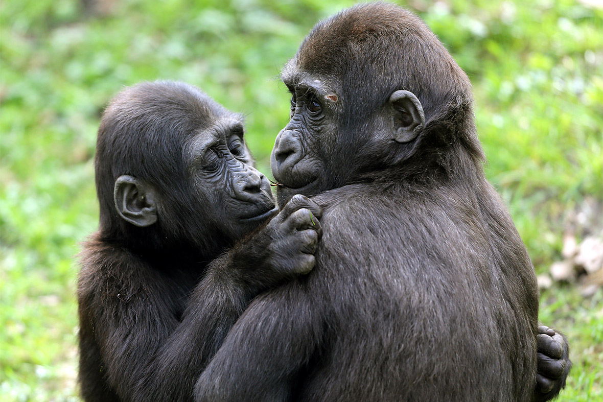 Baby lowland gorillas Jamila and Suwedi cuddle in their enclosure at the zoo in Duisburg, western Germany
