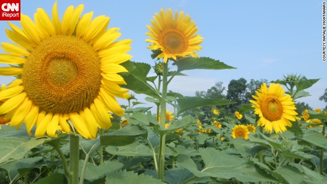 These <a href='http://ift.tt/1mH3cvf'>sunflowers</a> are making <a href='http://ift.tt/MqKeuJ' target='_blank'>wishes</a> come true at a fundraiser on Buttonwood Farm in Griswold, Connecticut, for the Make-A-Wish Foundation. 
