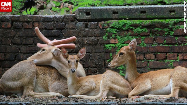 A family of deer, not exactly posing for a picture, at the <a href='http://ift.tt/1hGmtaY'>Yangon Zoological Garden</a> in Myanmar. I loved this scene so much," Min Myo Nyan Win said. "They were beautiful and I loved that it captured the warmth of family life." 