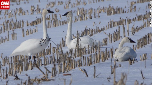 A friendly sight in winter: <a href='http://ift.tt/1hGmBr9'>Trumpeter swans spotted</a> in a Minnesota corn field. 
