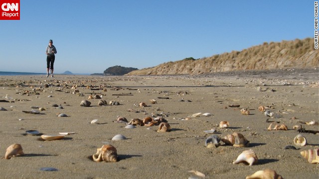 Thousands of <a href='http://ift.tt/1hGmBHC'>flawless seashells</a> washed up on Waihi Beach, New Zealand, one brisk winter morning. "I was like a kid in candy shop," said Cindy Schultz, who was there visiting her daughter in July 2011. 