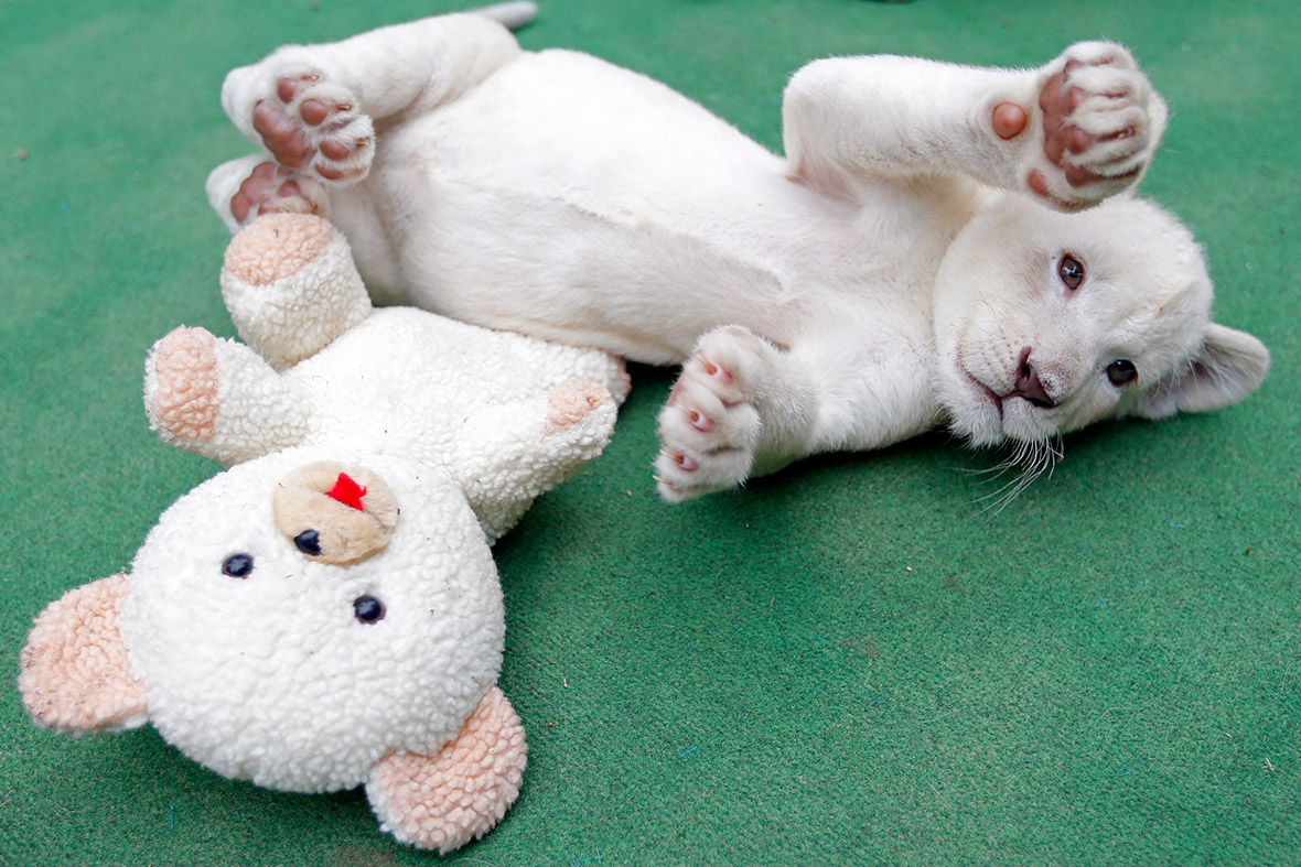 A seven-week-old white lion cub plays at a private zoo in Abony, east of Budapest, Hungary
