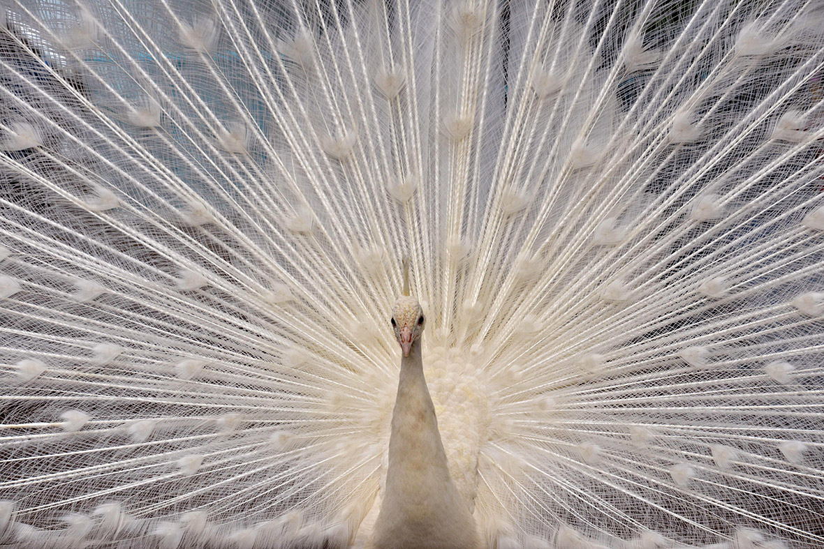 A white peacock opens its plumage at the Nogeyama zoo in Yokohama, suburban Tokyo