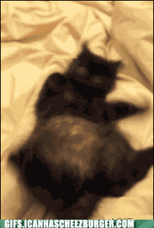 Animal Gifs: Woah There, Cat, Simmer Down.