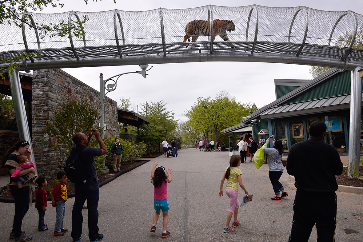 An Amur tiger walks over the new Big Cat Crossing at the Philadelphia Zoo in Pennsylvania.