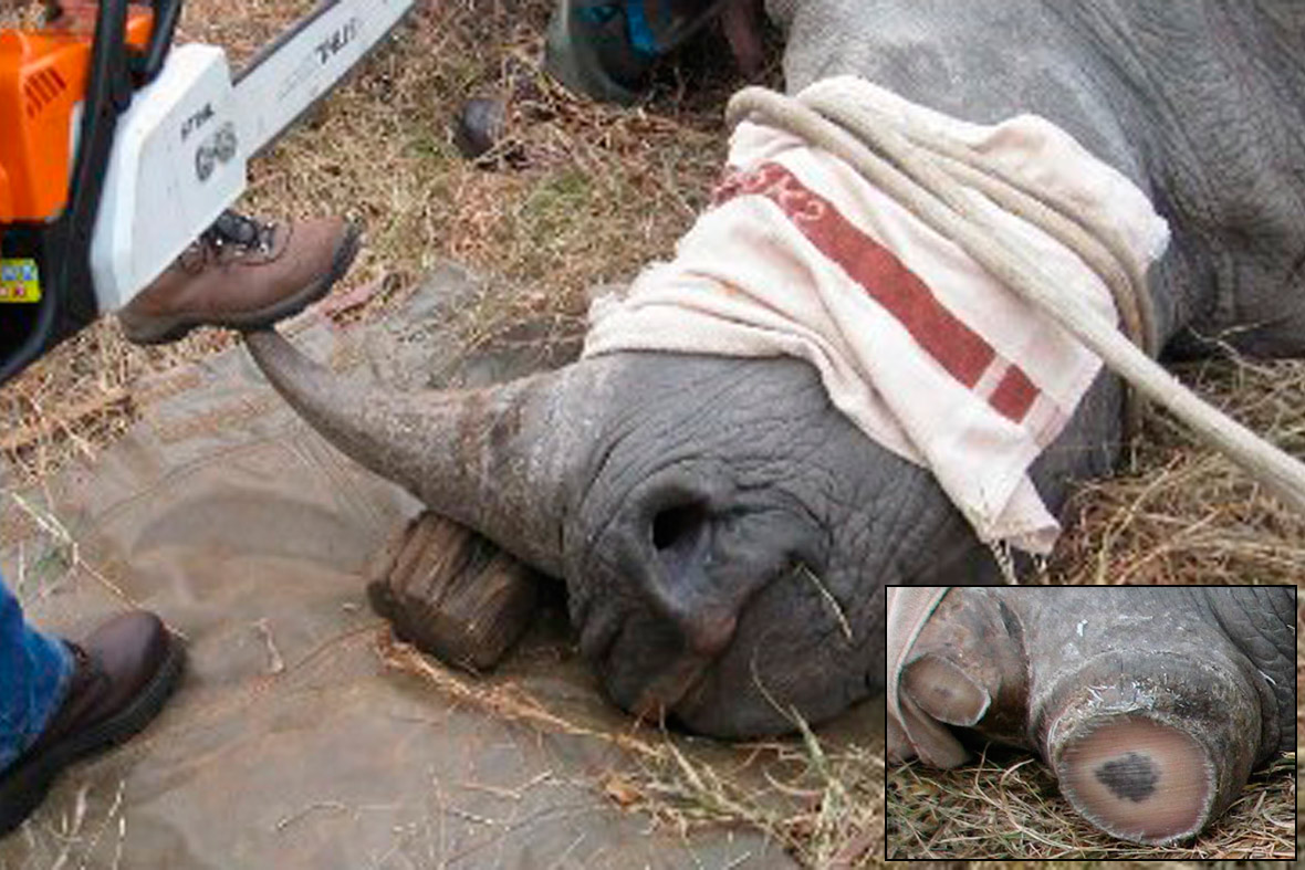 This evidence photograph released by the US Department of Justice allegedly shows a rhino horn being sawn off with a chainsaw in Cameroun. The DoJ said the pictures were sent by email to defendant Zhifei Li on or about December 22, 2010, offering fresh rhino horns for sale. Li, the owner of an antique business in China, has been sentenced to serve 70 months in prison for heading an illegal wildlife smuggling conspiracy