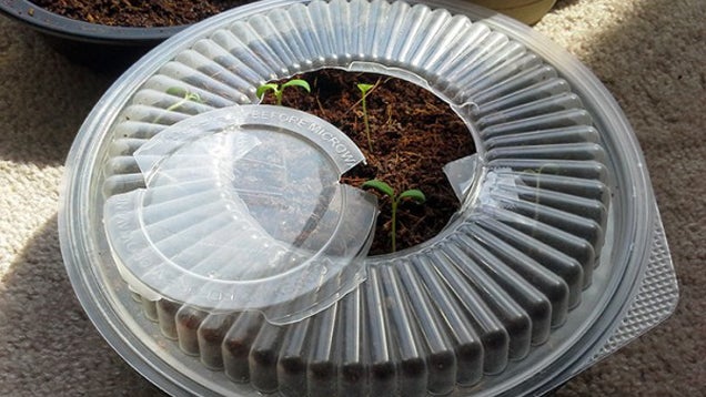 Turn a Takeout Container into a Mini-Greenhouse