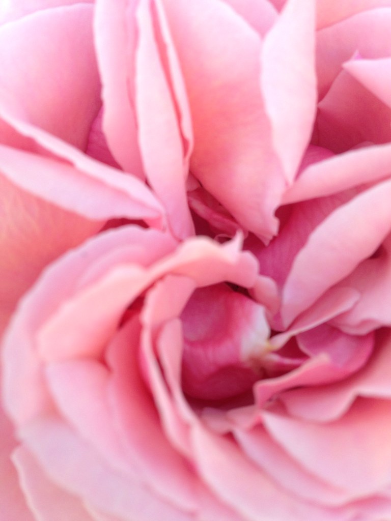 Rosa rosa [227/365] #lafotodeayer