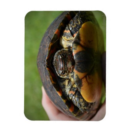 Ornate wood turtle in hand magnets
