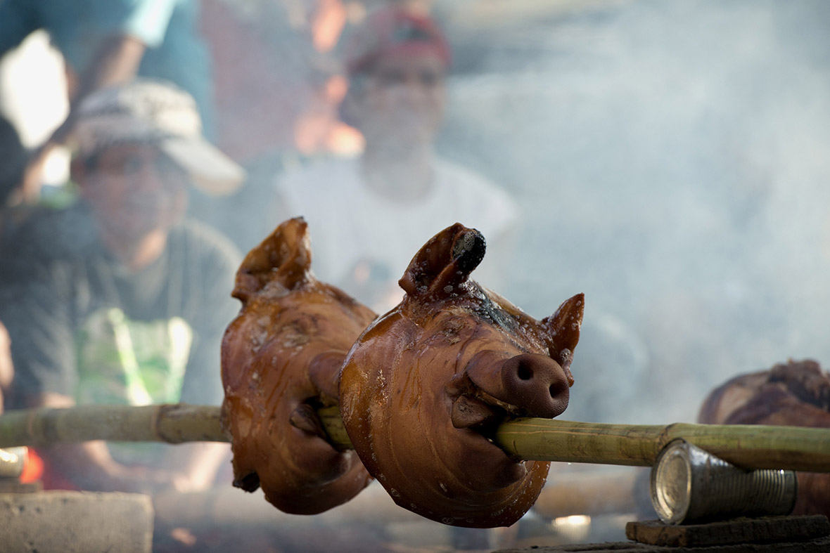 Pigs' heads are roasted over a fire in the Philippines