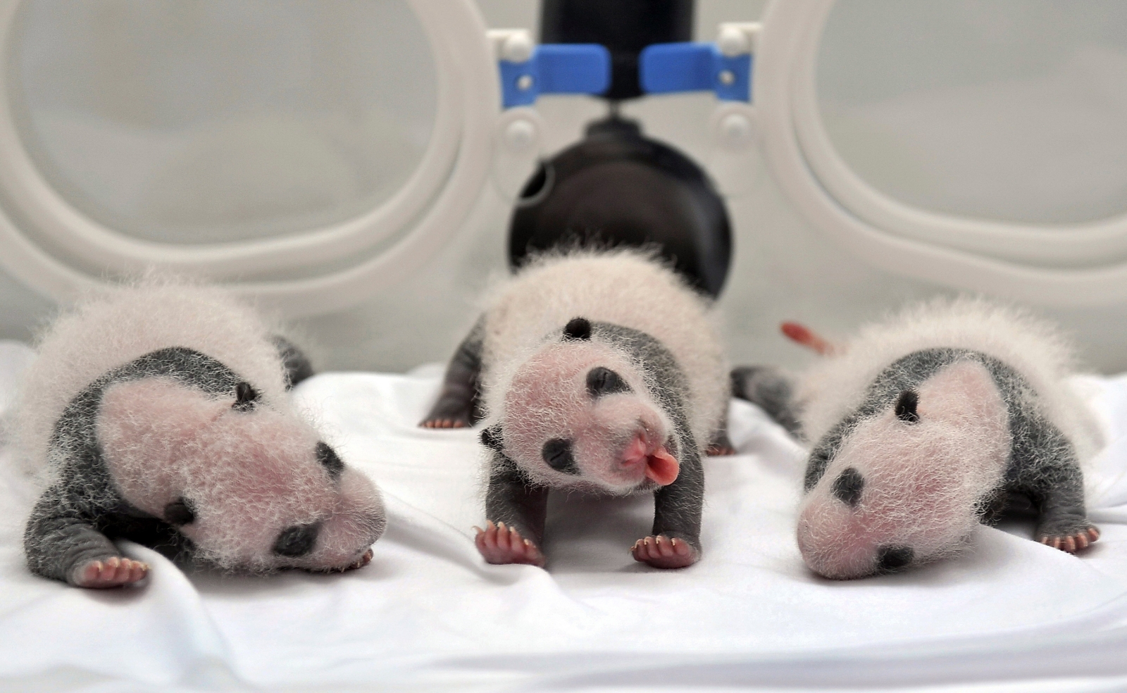 Newborn giant panda triplets are cared for in an incubator at the Chimelong Safari Park in Guangzhou, Guangdong province, China
