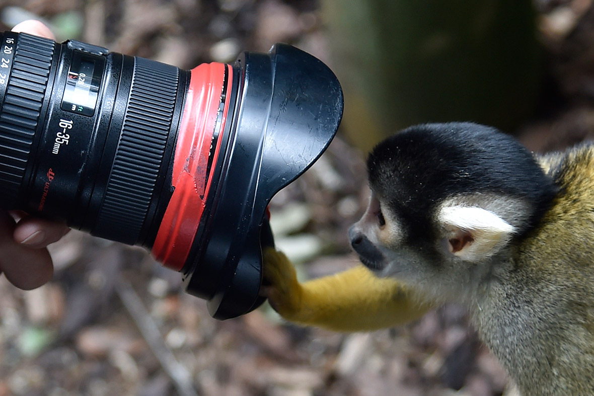 A squirrel monkey peers into a photographer's lens during the annual weigh-in at London Zoo