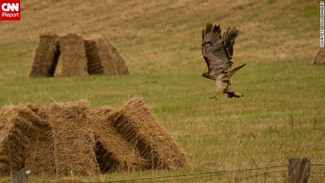 A red-tailed hawk hunts rodents in a freshly cut hay field on Whidbey Island in Washington. "Birds are the perfect photographic subjects," said <a href='http://ift.tt/1oAoCxU'>Doug Whidby</a>. "Their ability to fly is always a point of curiosity, and the details in their markings are stunning if you can capture them." 