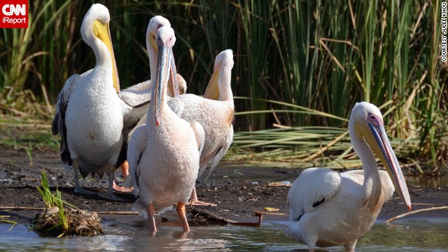 <a href='http://ift.tt/1oAoD4M'>Julee Khou</a> said the great white pelicans she saw on Ethiopia's Lake Chamo "were just so animated -- swimming about, dunking their bills into the water to feed, and when on shore, preening themselves. They never stopped moving."