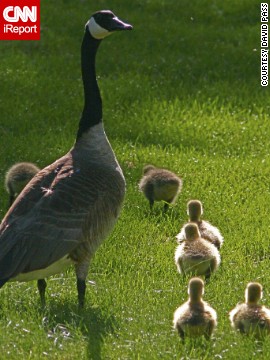 A mother goose <a href='http://ift.tt/1oAoDlc'>watches over her clan</a> in Fort Collins, Colorado. "She was so protective of her offspring," David Pass said, "craning her neck looking around for potential trouble while her goslings were oblivious and just enjoying their romp through the grass."