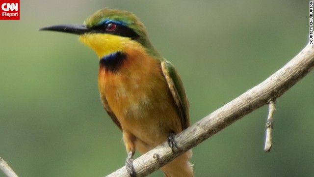 <a href='http://ift.tt/1oAoEWt '>Phil Burton</a>, 65, has been birdwatching since he was a child and always had a trip to Africa in mind. He got this shot of a little bee-eater on the west side of the Serengeti National Park in Tanzania, but "the rest of the safari group finally limited my screamed stops for birds."