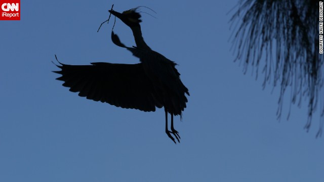 A yellow-crowned night-heron flies back to the nest with a stick to present to his mate. Longtime bird watcher <a href='http://ift.tt/1oAoEWx '>Kristi DeCourcy</a> watched the nest-building scene for several minutes from a restaurant parking lot in Matlacha, Florida. 