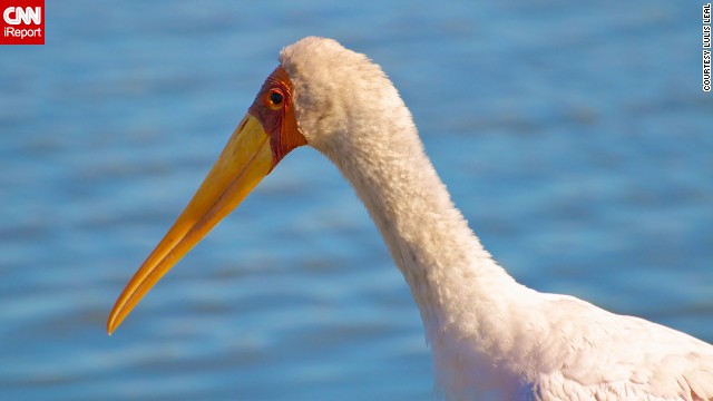 The yellow-billed stork is most distinguishable by its long neck, black tail and of course its yellow beak, which becomes a more vivid color during the breeding season. <a href='http://ift.tt/1oAoDBG'>Lulis Leal</a> photographed this one at South Africa's Kruger National Park.