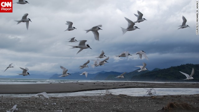 A <a href='http://ift.tt/1oAoEpq;'>flock of white-fronted terns</a> come in for a landing on a stormy afternoon in Opotiki, New Zealand. 