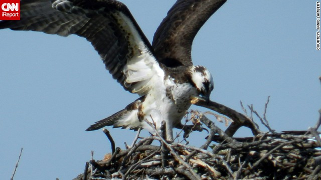 A spring trip to the Chesapeake Bay to watch the osprey migration "is something to see," said <a href='http://ift.tt/1oOuTVm'>Janie Lambert</a>, who shot this photo in Maryland's North Beach. "It is very sweet to watch. Daddy even straightens up the nest while Mom feeds the little ones."