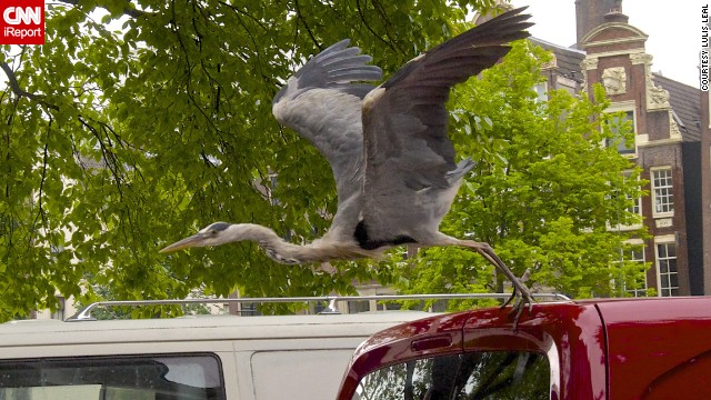 A grey heron hitches a ride in Amsterdam, Netherlands. The large birds are ever-present in the city, having become so accustomed to humans "that they will walk right up to you on the street and steal whatever food you might be carrying in your hands," said <a href='http://ift.tt/1oAoEWj '>Lulis Leal</a>. 
