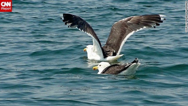 A <a href='http://ift.tt/1oAoFcV '>great black-backed gull </a>joins his buddy in New York's Long Island Sound to go for a swim, or maybe, to fish. 