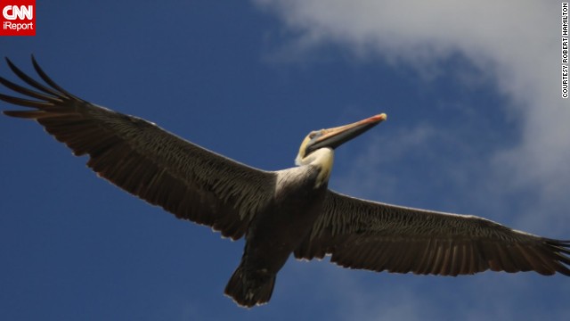 A <a href='http://ift.tt/1oAoFcX'>brown pelican</a> spreads his wings between Galveston, Texas, and the Bolivar Peninsula.