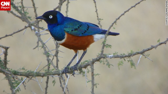 While many travelers visit to Africa to see "the big five" -- elephants, rhino, water buffalo, leopards, and lions -- the birds are very colorful and interesting also, said <a href='http://ift.tt/1oAoFcR '>Elaine Enzinger</a>. She spotted this superb starling outside Serengeti National Park in Tanzania.