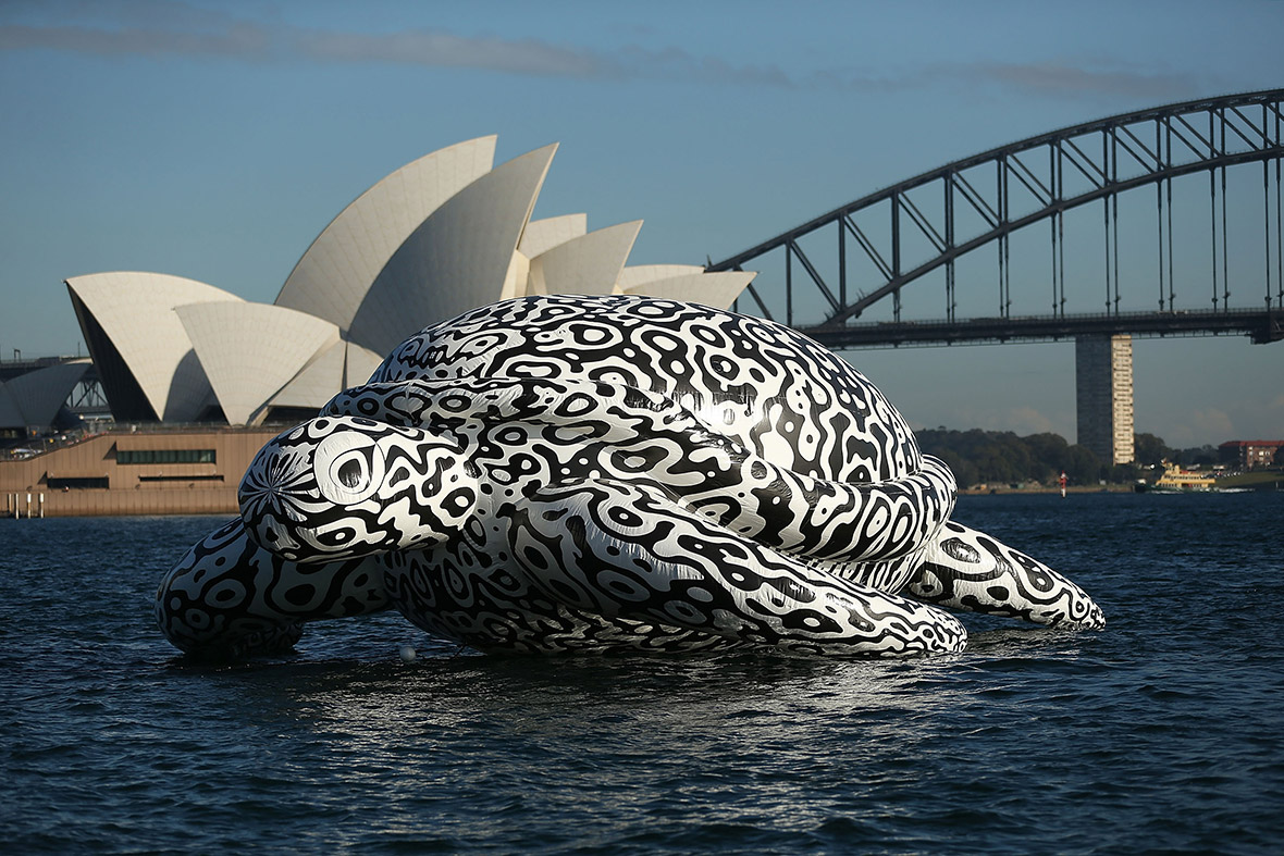 A five-metre-tall and 15 metre-long sea turtle sculpture named 'Alpha Turtle' floats past the Sydney Opera House and Harbour Bridge to promote an undersea art exhibition at the Sea Life Sydney Aquarium