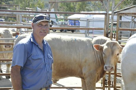 Graham Blanch of Charnelle Charolais, Tent Hill, Gatton, gets ready at the Heritage Bank Toowoomba Ag Show. 