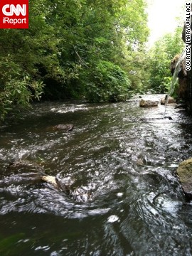 Mary Wallace worries about the well-being of <a href='http://ift.tt/1pIkzjD'>Town Brook</a>, a 1.5-mile stream in Plymouth, Massachusetts. When dams were built in the 1790s, the number of migrating fish decreased, according to <a href='http://ift.tt/WbeXRV' target='_blank'>NOAA</a>. "Town Brook is a great story of a waterway gone bad and restored to its original state," she said. "Industry dammed the water and prevented fish from entering Billington Sea. Now with the removal of dams, fish are returning and thriving." 
