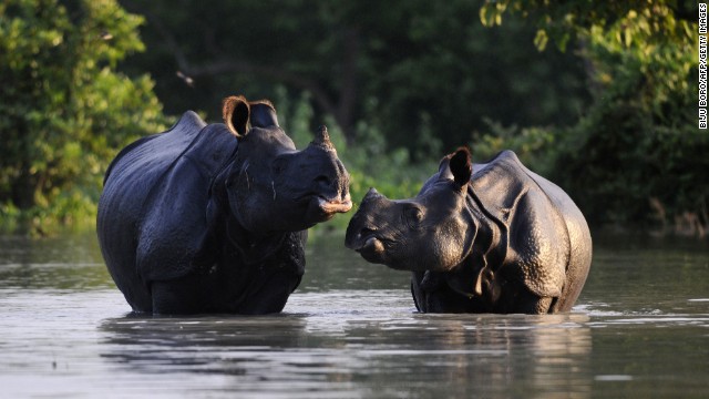 An Indian one-horned rhinoceros and its calf wade through floodwaters at a submerged area of the Pobitora wildlife sanctuary in India on Wednesday, August 27.